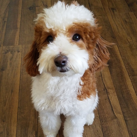 Meet your Posher, Nikki - Picture 3 of 3